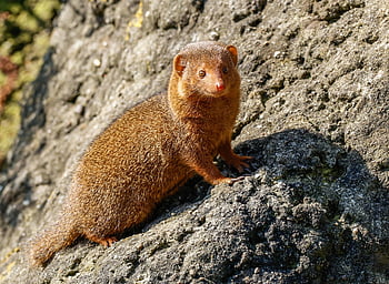 mongoose, animal, mammal, dwarf Mongoose, nature, wildlife