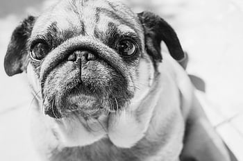 gray scale pug, black and white pug, close-up pug, adorable pug, curious pug, pug portrait, pug face, pug photo, pug image, pug picture, pug photography