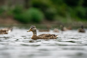 ducks, lake, wildlife, nature, pond, mallard, birds, animals, bird, duck, swimming