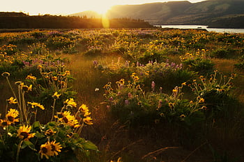 summer, meadow, sun, nature, wildflower, plant, sunrise, sunlight, field, green, sky