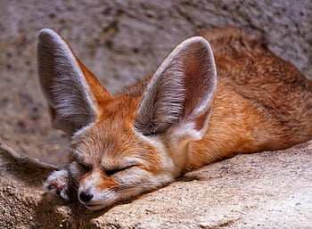 pouštní liška, fennec liška, zoo, zvíře, malý, uši, pěkný, čenich