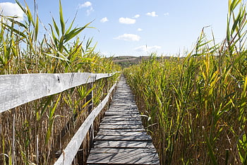 camminare, canna, natura, verde, cielo, estate, rilassare, canone, piante, erba, sentiero