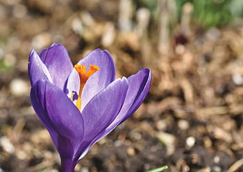 crocus, flower Background, sword Lily Family, violet, flower Wallpaper, early Bloomer, bloom, blossom, blooming, nature, spring