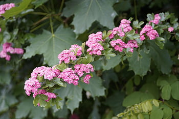 crataegus, hawthorn, red, flower Background, rosaceae, flower Wallpaper, flowers, nature, may, beautiful Flowers, spring