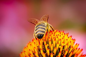 coneflower, μέλισσα, Κεφαλή μπουλονιού, echinacea, καλοκαίρι, φύση, pallida, λουλούδι, ακανθώδης, όμορφα λουλούδια, ημιδιαφανές sonnenhut