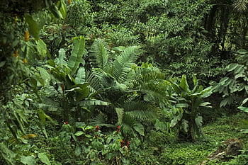 natura, verde, foresta, paesaggio, le foglie, foglia, naturale, pianta, ambiente, alberi, rilassare