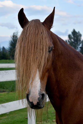 cavalli, capelli, pony, natura, Marrone, ragazza, ritratto, criniera, capo, persone, equino