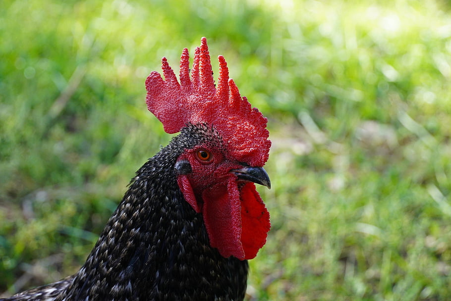 gallo, hen, corral, animal, bird, plumage, crest, nature, red, christmas