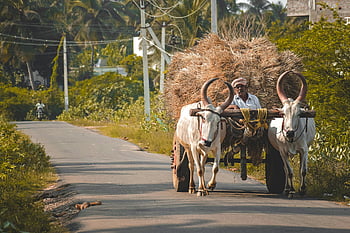 man riding bullock cart, bullock cart, animals pulling cart, farmer, rural road, Peravurani, India, hay, rural scene, oxen, transportation