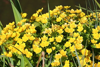 calendula di palude, fiori, piante, caltha palustris, caltha, fiori gialli, Fiori d'oro, fioritura, giardino, primavera, natura