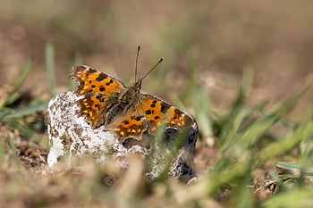 comma, polygonia C-album, garden, butterfly, insect, closeup, nature, fly, forest, pest, plant