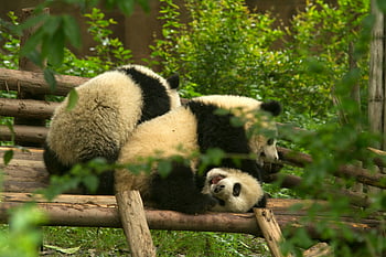 pandas playing, tree branch, adorable pandas, playful interaction, logs, greenery, Chengdu Zoo, panda behavior, natural habitat, wildlife photography, animal interaction