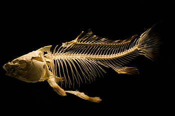 fish bone fossil, fish skeleton, black backdrop, close-up, fossilized fish, marine fossil, prehistoric fish, skeletal remains, aquatic fossil, paleontology, fossil display