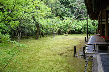 chrám, vchod, dřevo, starověké, bambus, koto-in, kyoto, daitoku-ji, Japonsko, mech, zelená