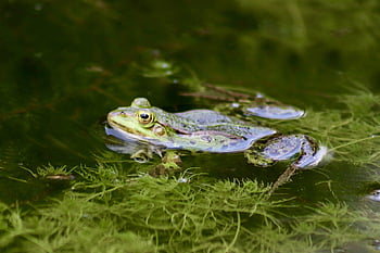 frog, amphibian, pond, pond Dwellers, water, nature, amphibians, swim, vertebrates, animal