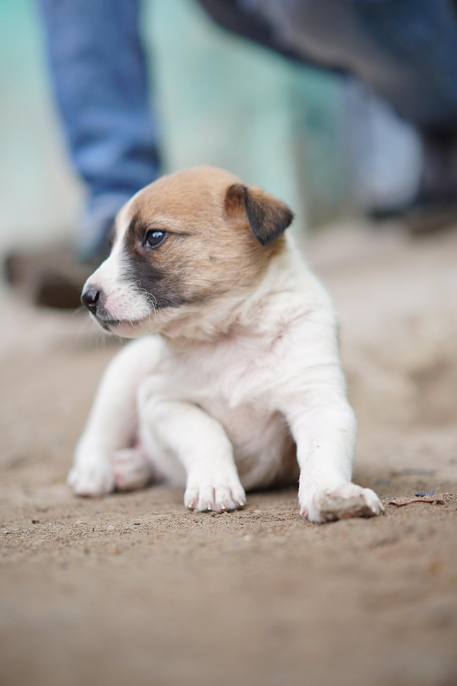 pet, puppy, animal, street, canine, pup, nature, dog, outdoors