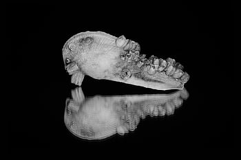 polyps, ocean, shell, sink, seashell, sea, clam, outgrowths, sink Sash, nature, reflection
