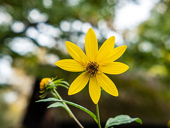 gul, blomst, tæt på, flor, blomstre, natur, kronblad, flora, blomster, farverig, baggrund