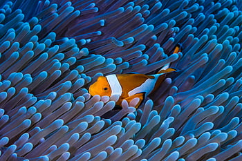 clownfish, pod vodou, detail, Vibrující korálový útes, bali, Indonésie, mořský život, sasanky ryby, oceán, moře, fotografování divoké zvěře