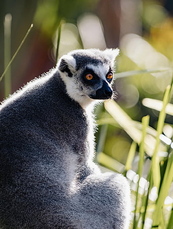 lemure, lemure dalla coda ad anelli, animale, natura, anello a coda, pelliccia