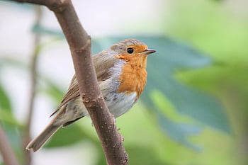 Robin, Vogel, Tier, Europäisches Rotkehlchen, Robin Redbreast, Singvogel, Tierwelt, Gefieder, Ast, thront, Garten