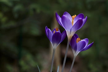krokus, okvětní lístky, tyčinek, fialové květy, brzy bloomer, příznaky jara, jarní probuzení