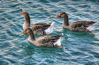 husy greylag, plavání kachen, živá voda, klidné scény, Šedé a bílé kachny, vodní hladiny, tři kachny, husy plavání, přírodní scéna, fotografování divoké zvěře, vodních ptáků