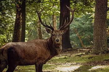 deer, red Deer, forest, cervus Elaphus, animal, nature, wildlife, wild Animal, trees