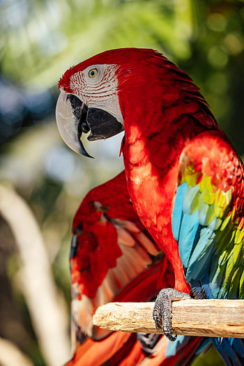 Rød Ara papegøje, scarlet macaw, farverig papegøje, tropiske omgivelser, tæt på, Levende fjer, eksotisk fugl, dyreliv fotografering, natur, macaw papegøje, rød papegøje
