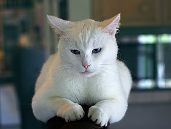 vit katt, blåa ögon, bedårande katt, inomhuskatt, lugnande, ryggkatt, vit päls, husdjur fotografering, söta djur, tamkatt, kattporträtt