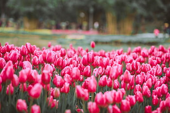 pink tulip field, selective focus, spring beauty, vibrant tulips, serene field, full bloom, tulip garden, floral landscape, nature photography, spring flowers, pink flowers