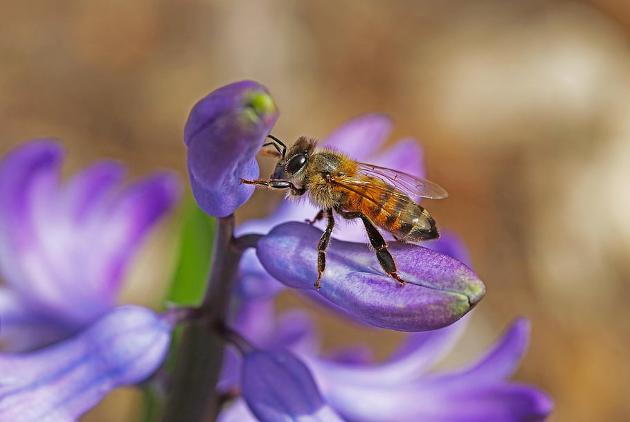 bee, insect, flower, honey Bee, animal, buds, plant, spring, backyard, garden, nature