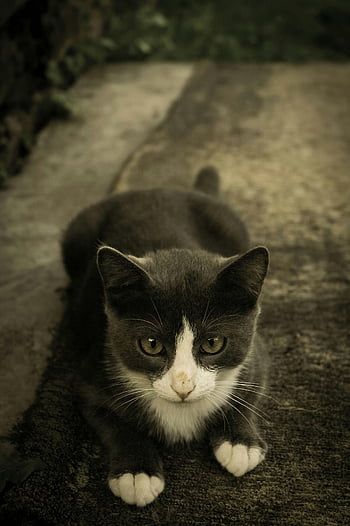 tuxedo kitten, gray and white kitten, adorable kitten, resting outside, intently gazing, cute cat, outdoor cat, tuxedo cat, kitten photo, cat portrait, pet photography