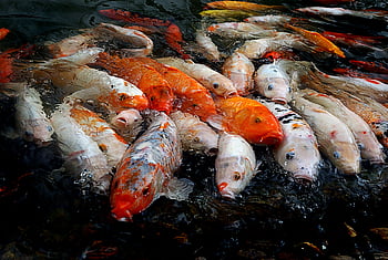 koi, fish, animal, close up, pond, colorful, wild, carp, freshwater, water, environment