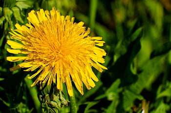 bloem, paardebloem, macro, de lente, flora, bloeien, weide