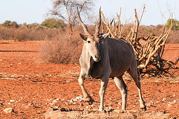 eland, antelope, africa, nature, animal, wildlife, namibia, horns, taurotragus Oryx