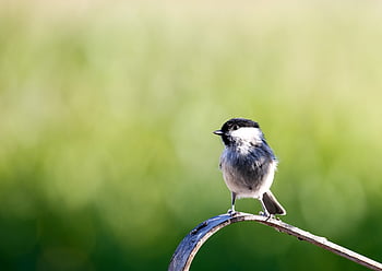 marsh tit, vogel, zangvogel, natuur, neergestreken, neergestreken vogel, ave, aviaire, vogelkunde, vogels kijken, kleine vogel