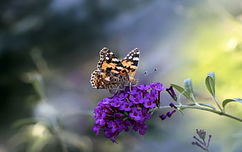 butterfly, insect, wing, nature, beautiful Flowers, animals, flower Wallpaper, flower Background, beautiful, colorful, macro