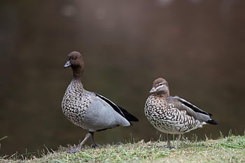 anatre di legno, anatre, uccelli, Anatre dalla criniera, anatre di legno australiane, Chenonetta Jubata, drake, anatra femmina, anatra maschio, uccelli acquatici, animali