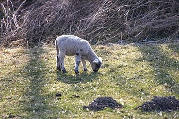 animal, lamb, pasture, meadow, nature, eating, grass, mammal, species, wool, fauna