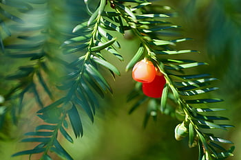 yew, taxus, conifer, needles, evergreen, red Berries, yew Plant, poisonous, plant, tree, shrub