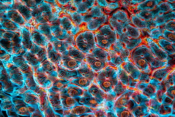 abstract background, multicolored abstract, ripple pattern, colorful abstract, vibrant ripple, cyan hues, orange hues, abstract image, abstract art, abstract design, abstract texture