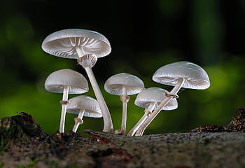 houby, kniha hlen ústřičná, podzim, jedlá houba, lamely, mykologie, divoká houba, agaric