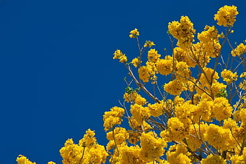 costa Rica, yellow Flowers, sky, trees, nature, forestry, spring