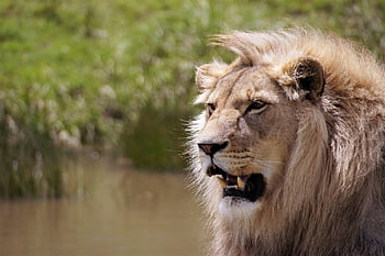lev, Jižní Afrika, volně žijících živočichů, Afrika, safari, Příroda, dravec, zvíře, srst, divoká kočka