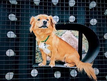 red dog, green collar, wire grid background, confident dog, cute dog, pet photography, animal portrait, dog sitting, dog on stand, dog looking ahead, dog with collar