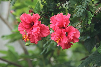 roz flori de hibiscus, roz vibrant, flori ce înfloresc, frunze verzi, grădină de vară, Fotografie de focalizare selectivă, roz petaled floare, Hibiscus înflorește, fotografie florală, flori de gradina, roz flori