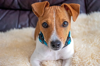dog, canine, puppy, pet, friend, animal, mammal, macro, jack Russell Terrier, breed, terrier