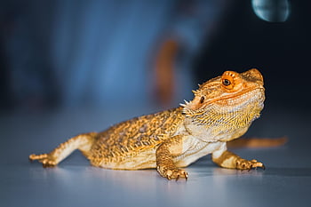 reptile, bearded Dragon, nature, lizard, wildlife, animal, species