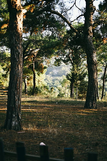 forest, pine trees, brown pine trees, green pine trees, dappled sunlight, serene landscape, tranquil forest, nature scene, outdoor scenery, woodland, tree trunks